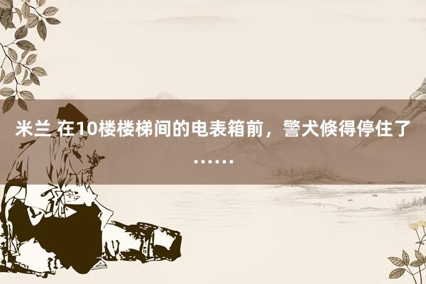 米兰 在10楼楼梯间的电表箱前，警犬倏得停住了……